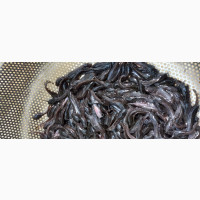 Fast Growing Hybrid Fingerlings