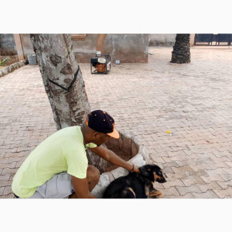 Dog and Puppy Veterinary Services