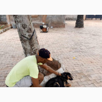 Dog and Puppy Veterinary Services