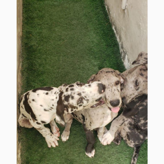 1-3 months Male Purebred Great Dane
