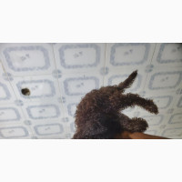 Male Purebred Poodle - Ready for New Homes