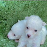 Female Purebred American Eskimo - 0-1 month