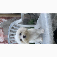 Lhasa Apso Puppies for Adoption