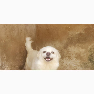 6-12 months Female Purebred American Eskimo