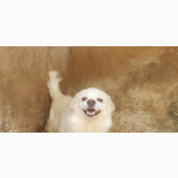 6-12 months Female Purebred American Eskimo