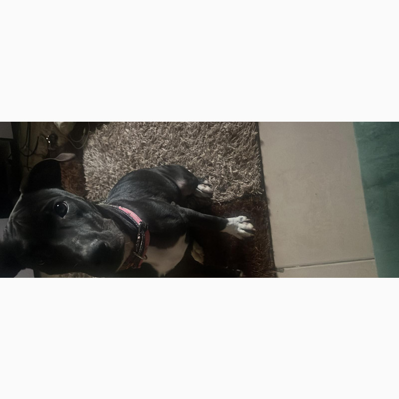 Фото 1/1. 3-6 months Female Purebred American Pit Bull Terrier