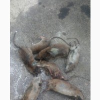 Fumigation and Rat Control Services