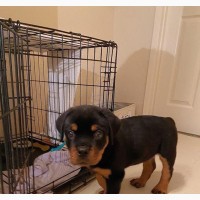 Pet Training Services