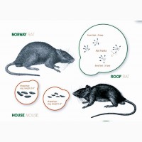 Rat Killer Prof