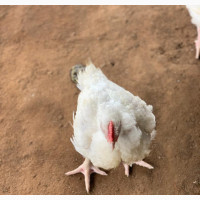 Broiler Chicken