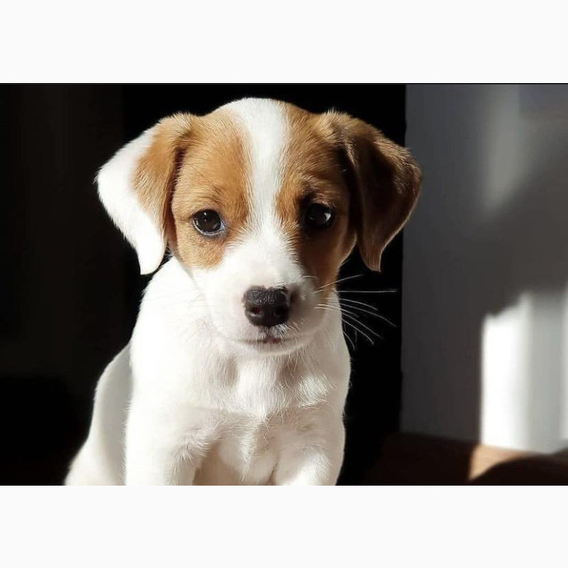 Фото 1/1. 1-3 Month Male Purebred Jack Russell Terrier
