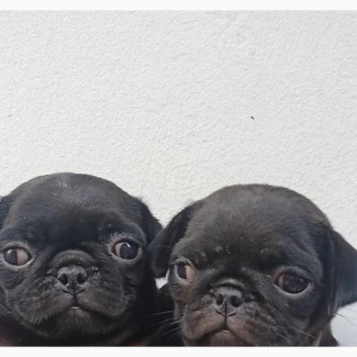 Female Purebred Pug - 1-3 Months Old