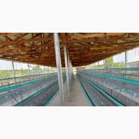 Layers Battery Cage