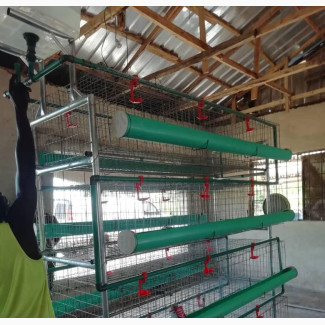 Four (4) Step Broiler Cage With There Automatic Drinker