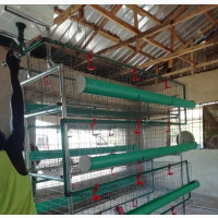 Four (4) Step Broiler Cage With There Automatic Drinker