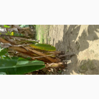 1bdrm Bungalow in Effio Ete, Calabar for Sale