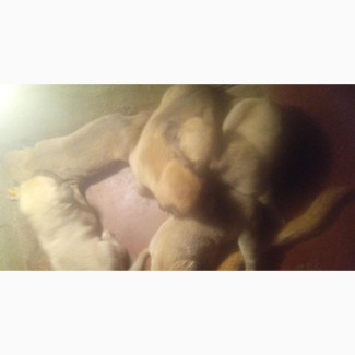 Female Purebred Boerboel Puppy - 0-1 month old