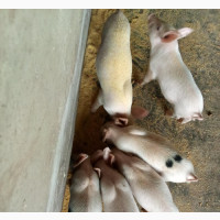 Large White, Landrace and Duroc Weaners Available - Pigs for Sale