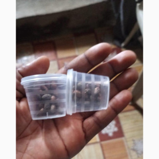 Ghana Miracle Detox Seed