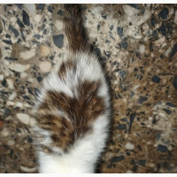 0-1 month Male Purebred Abyssinian