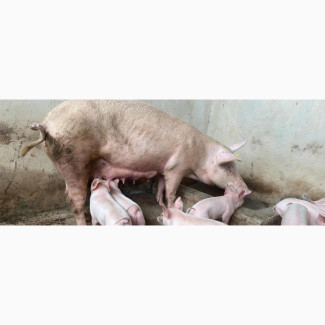 Largewhite, Tn and Landrace Piglets Available