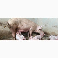 Largewhite, Tn and Landrace Piglets Available