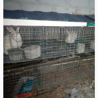 Poultry/Farm Mesh Wire and Chainlink Fence Wire - Best Price, Fast Delivery