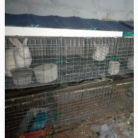 Poultry/Farm Mesh Wire and Chainlink Fence Wire - Best Price, Fast Delivery