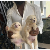 Female American Eskimo Puppy - Purebred, 1-3 months old