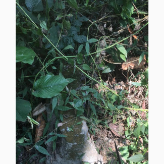 Half Plot of Land Is Available for Sale