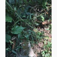 Half Plot of Land Is Available for Sale