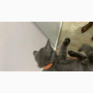1-3 months Male Purebred British Shorthair