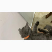 1-3 months Male Purebred British Shorthair