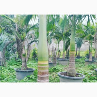 Kings Palm