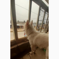 American Eskimo - Male Purebred, 6-12 months