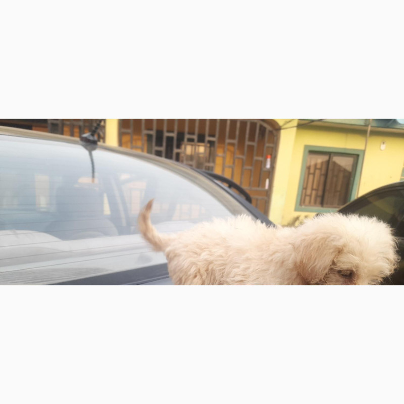 Фото 1/1. Female Purebred Lhasa Apso 1-3 Months Old