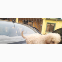 Female Purebred Lhasa Apso 1-3 Months Old