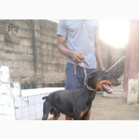 Doberman Pinscher 1+ Year Old Male Purebred