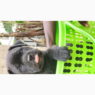 Male Purebred Cane Corso Puppies Available Now