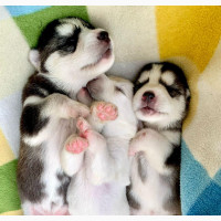 Male Purebred Siberian Husky Puppy Ready for New Adventures