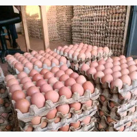 Fresh Farm Egg Available for Sale
