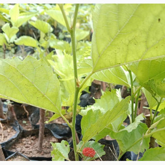 Mulberry Seedlings
