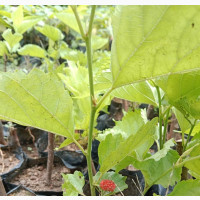 Mulberry Seedlings