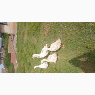 Geese Available for Sale