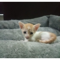 0-1 month Male Mixed Breed Tabby