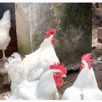 Organically Raised Broiler Birds for Sale