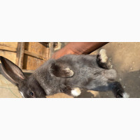 Healthy Rabbits for Sale