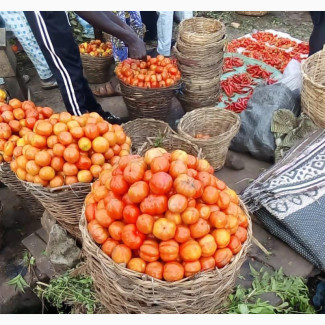 Fresh Tomatoes and More at Wholesale Prices
