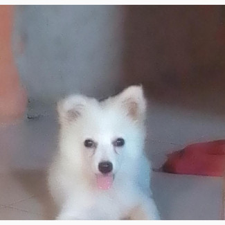 3-6 months Female Mixed Breed American Eskimo