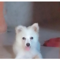 3-6 months Female Mixed Breed American Eskimo